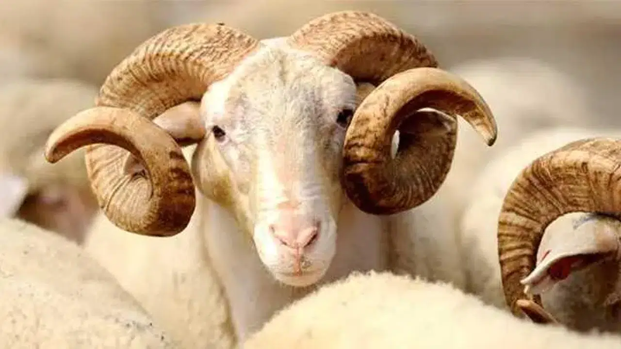 Kurban kesecekler dikkat: Diyanet 2026 vekâletle kurban bedellerini açıkladı