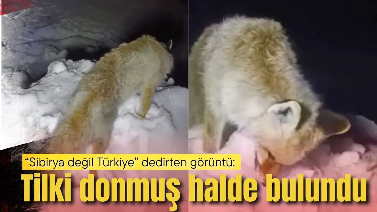 “Sibirya değil Türkiye” dedirten görüntü: Tilki donmuş halde bulundu