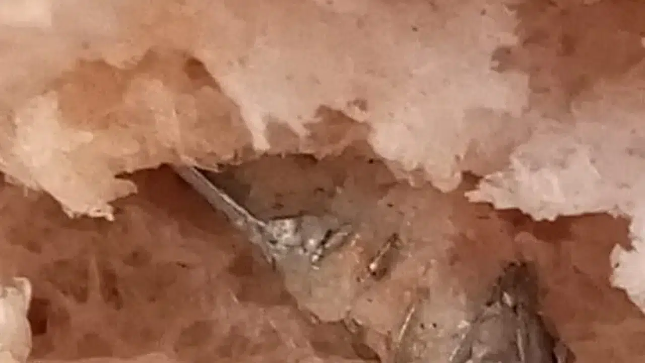 Ekmeğin içinden bu da çıktı!