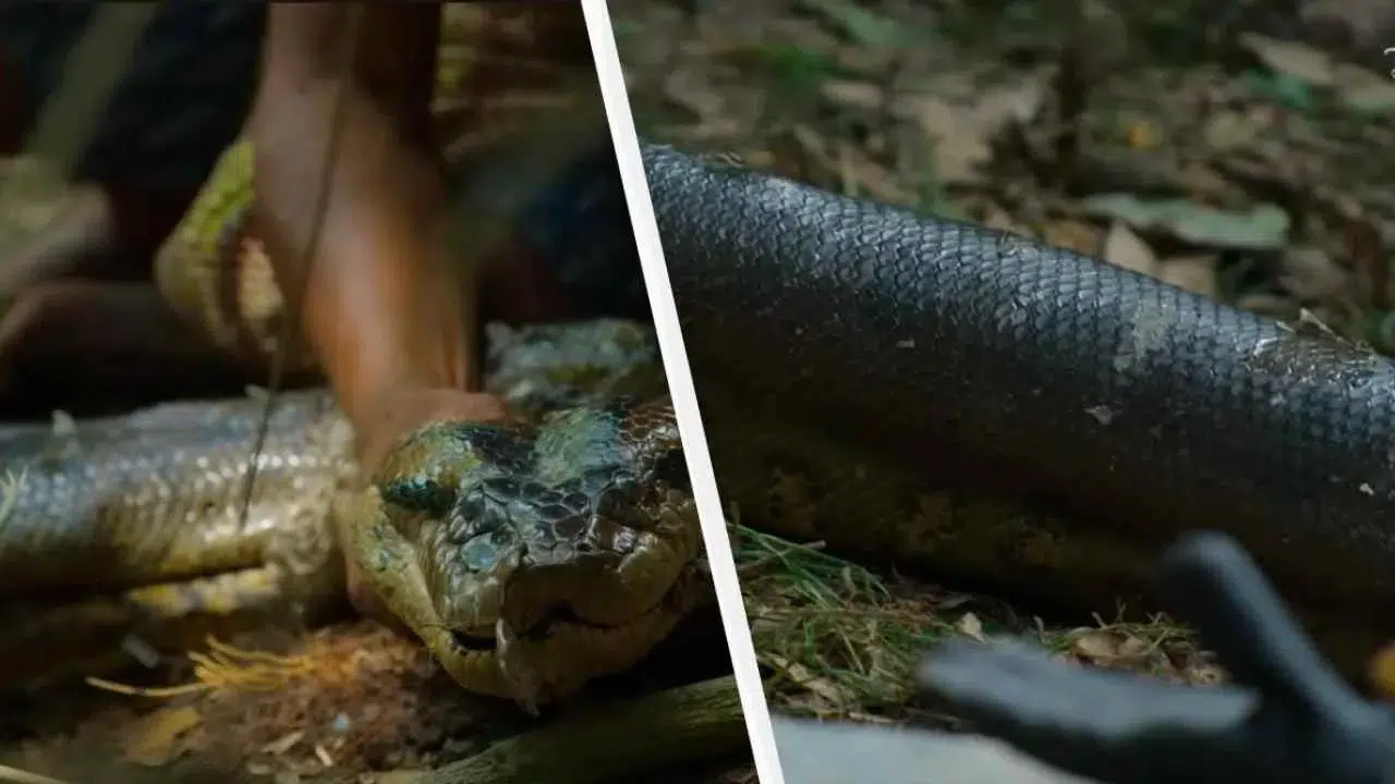 Bilim insanları Amazon'da yeni bir dev anakonda türü keşfetti