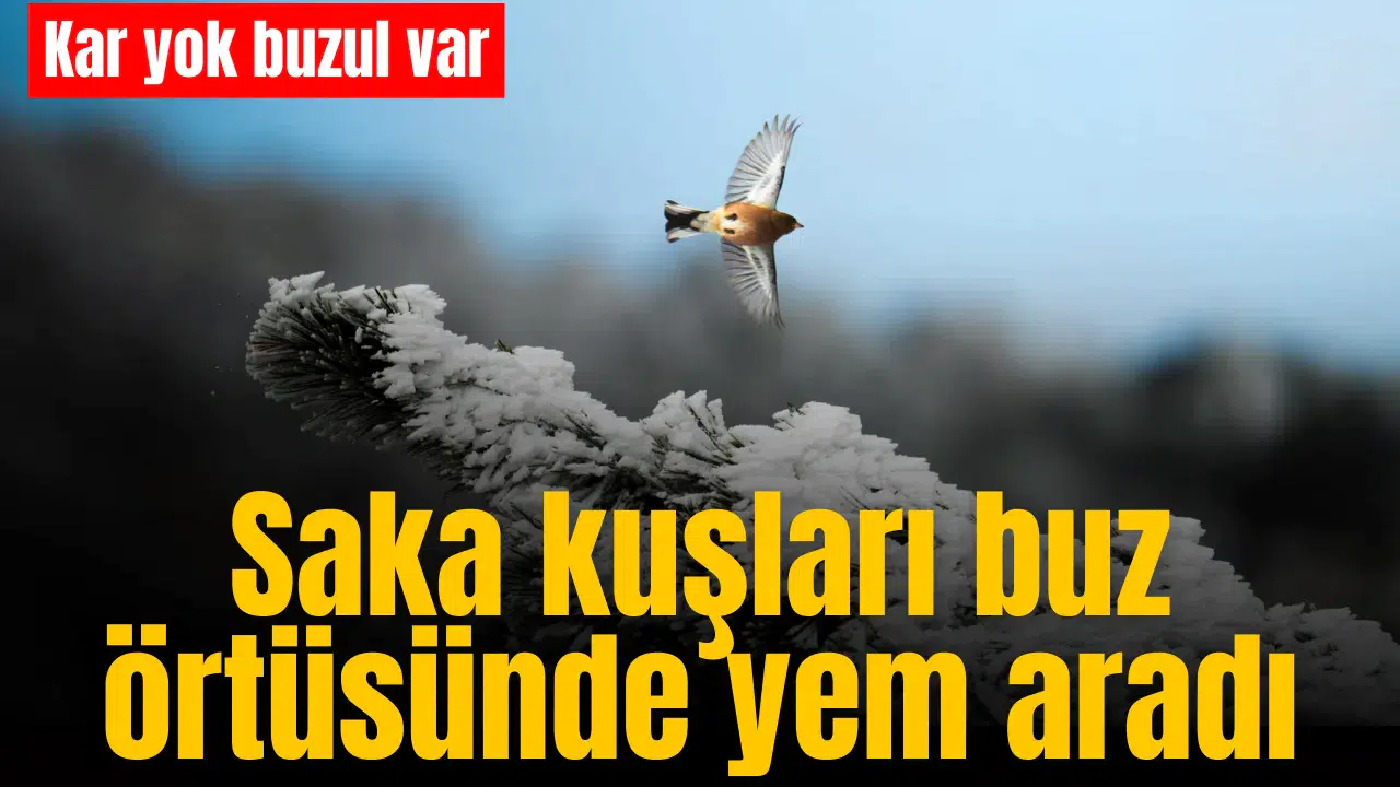 Saka kuşları buz örtüsünde yem aradı