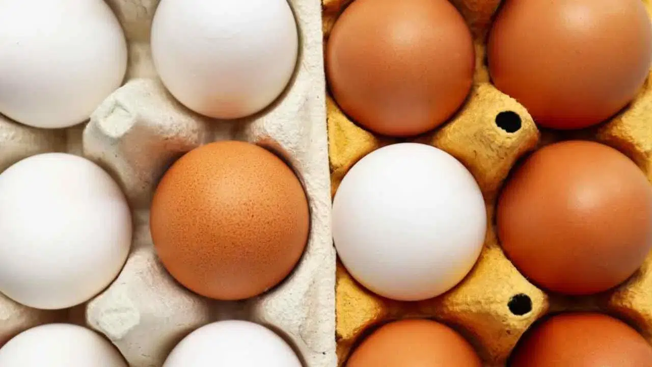 Beyaz ve kahverengi yumurta arasındaki gerçek fark: Bilim noktayı koydu