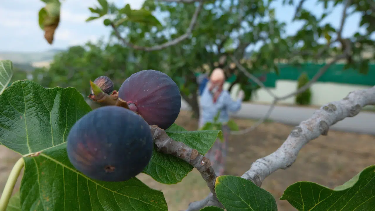 Manisa bu meyvenin yeni merkezlerinden biri oldu