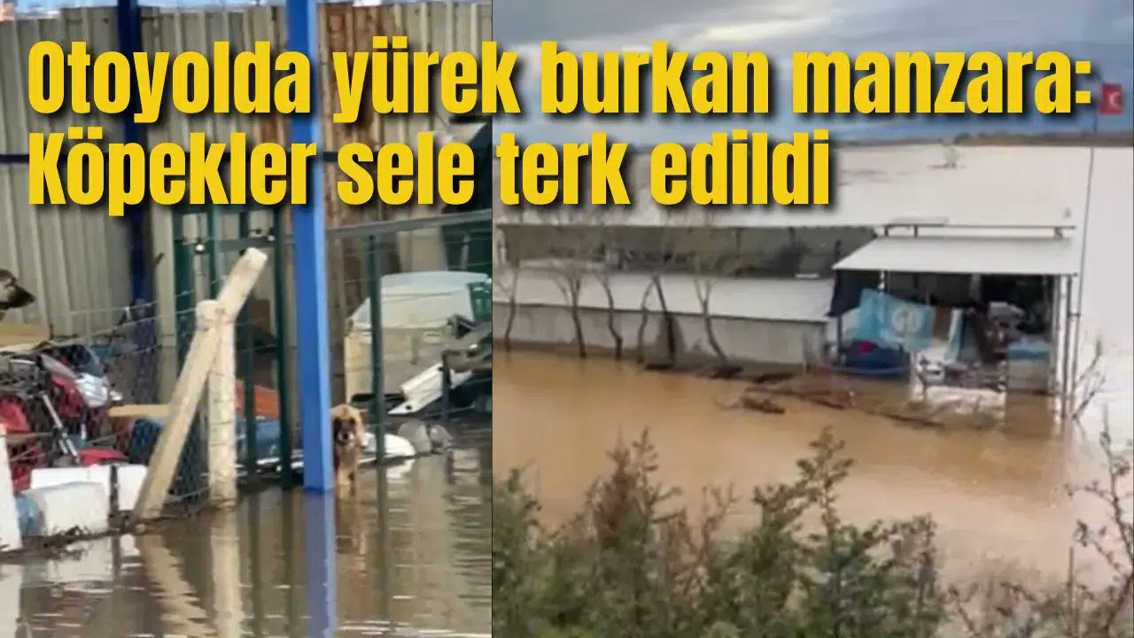 Otoyolda yürek burkan manzara: Köpekler sele terk edildi