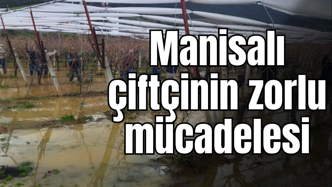 Manisalı çiftçinin zorlu mücadelesi