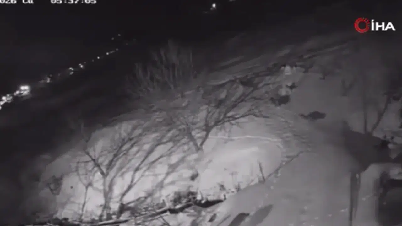 Kurtlar köylülerin korkulu rüyası oldu