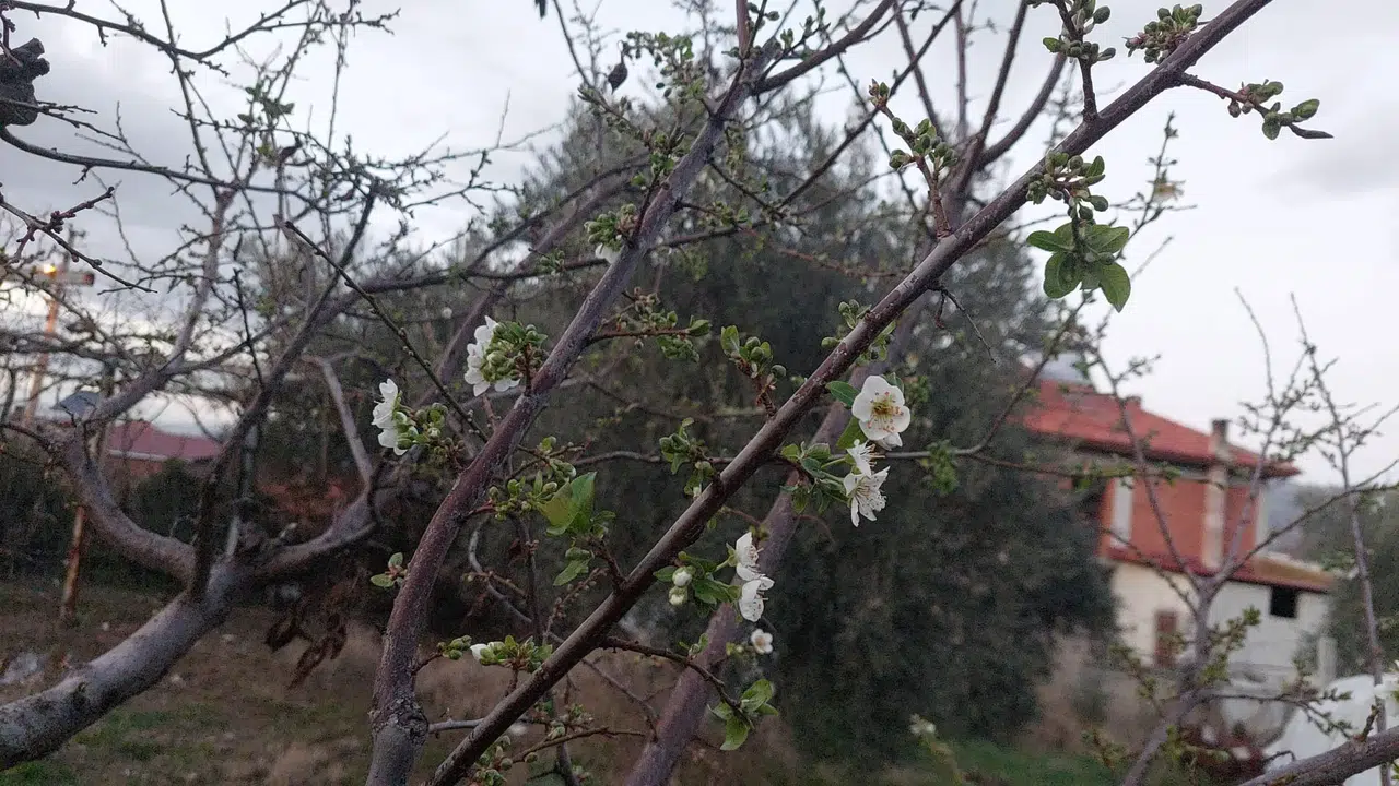 Manisa'da değişen hava durumu yalancı baharı beraberinde getirdi