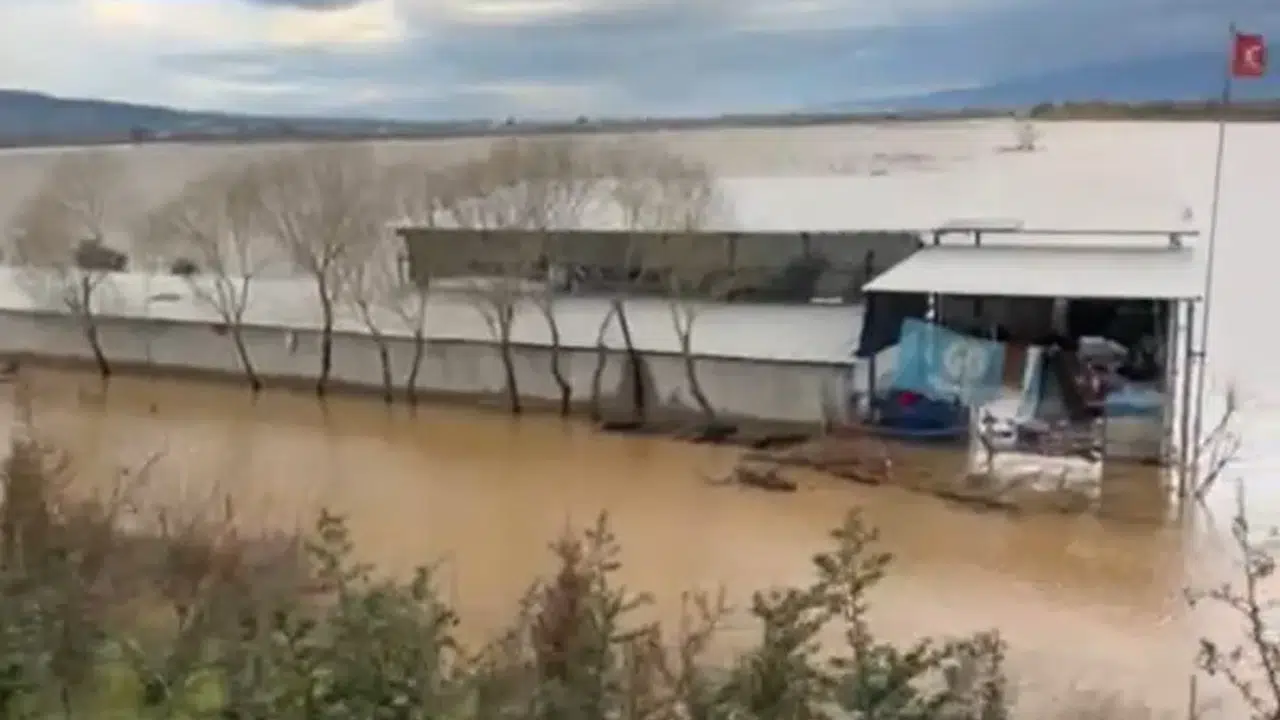 Sel sularında mahsur kalan köpekler kurtarıldı
