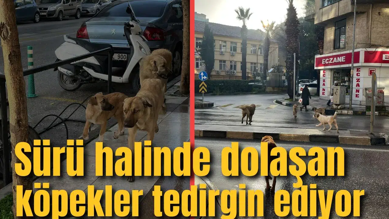 ŞEHİR MERKEZİNDE SÜRÜ HALİNDE DOLAŞAN KÖPEKLER TEDİRGİN EDİYOR