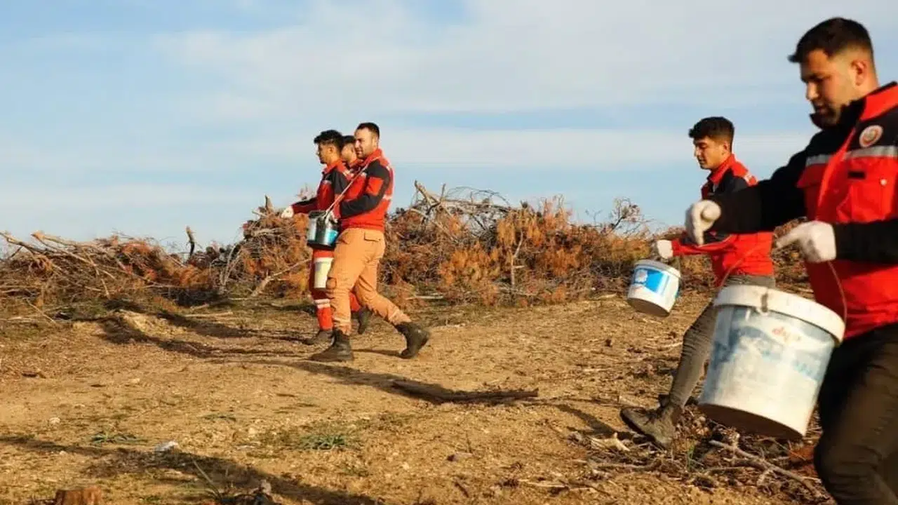 Akhisar'da yanan ormanlar yeşeriyor