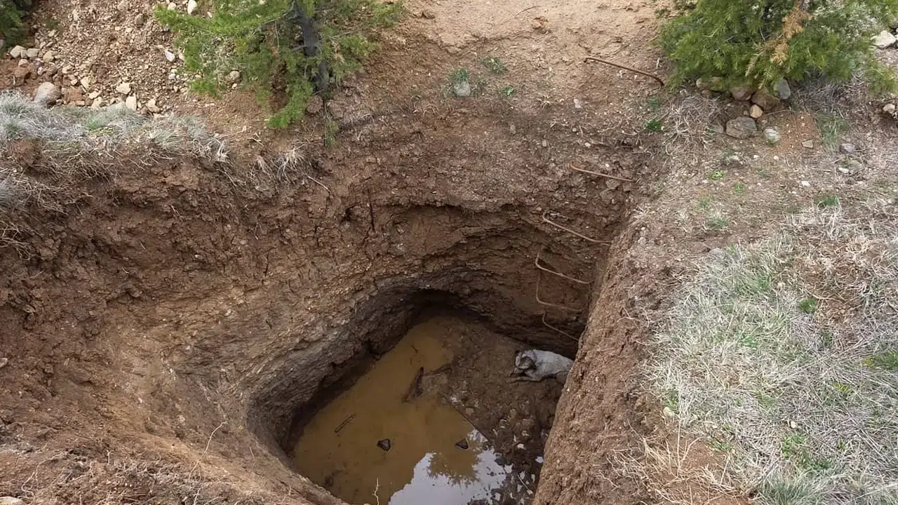 Sokak köpeği kaçak kazı kurbanı oldu