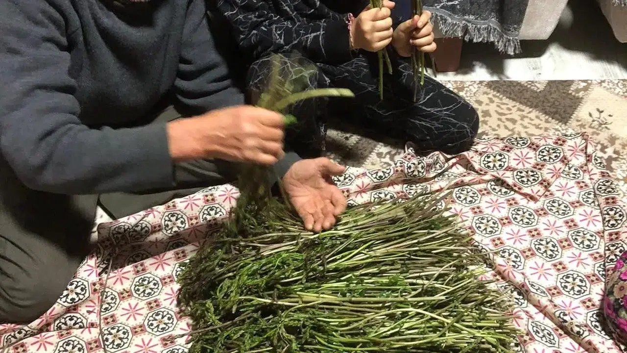 Manisa'da sarmaşıklar çıkmaya başladı