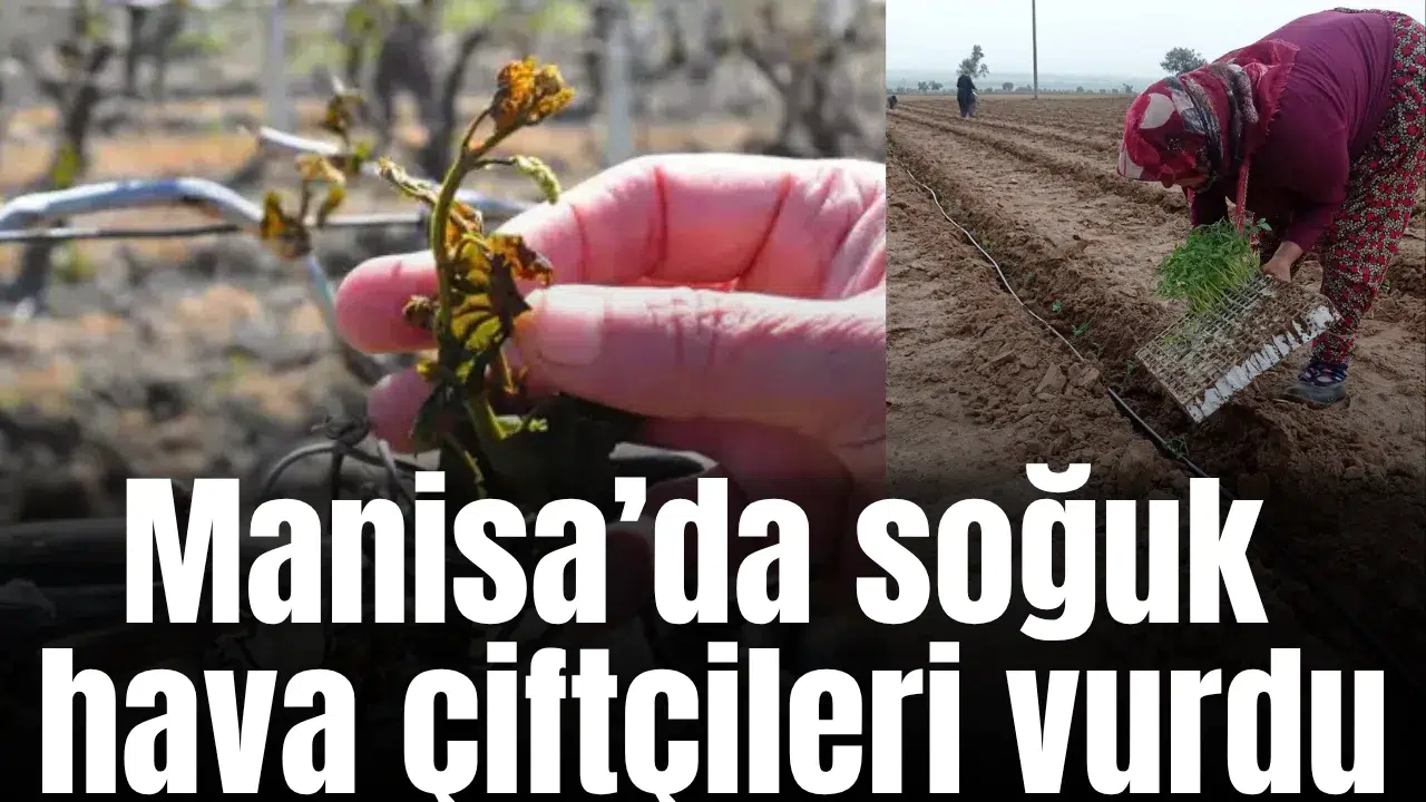 Manisa’da soğuk hava çiftçileri vurdu