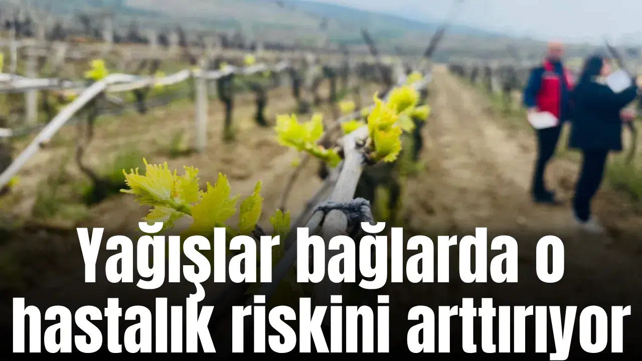 Yağışlar bağlarda o hastalık riskini arttırıyor
