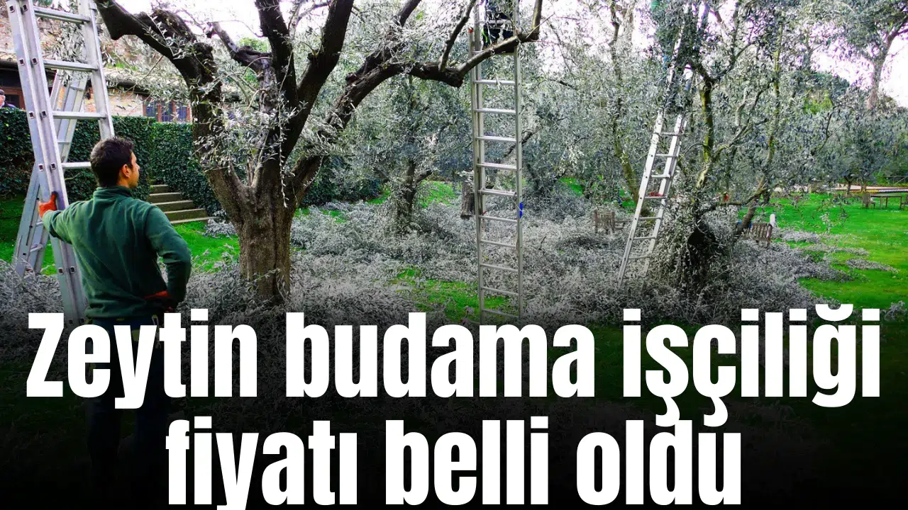 Zeytin budama işçiliği fiyatı belli oldu
