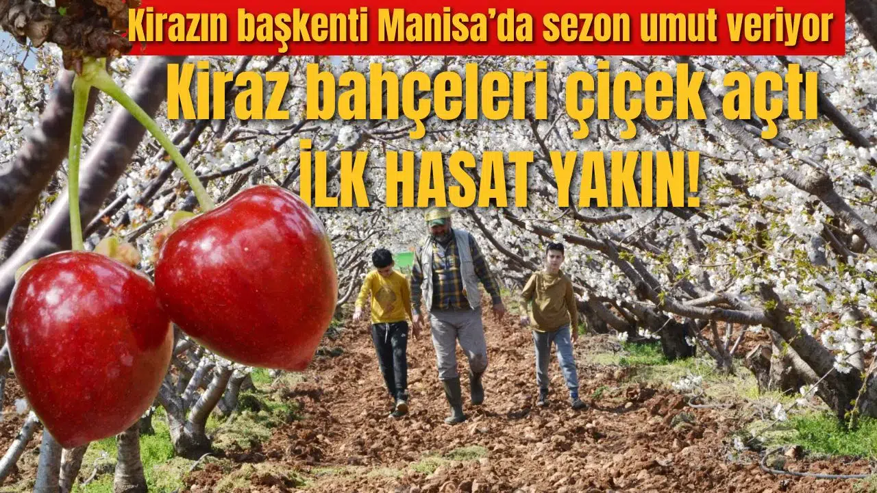 Kirazın başkenti Manisa’da sezon umut veriyor