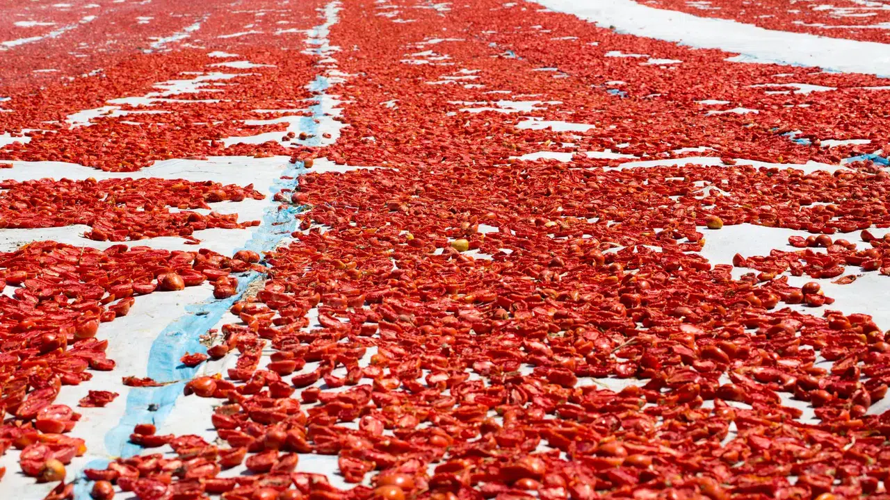 Ege Bölgesi’nden 221 milyon dolarlık meyve sebze ihracatı