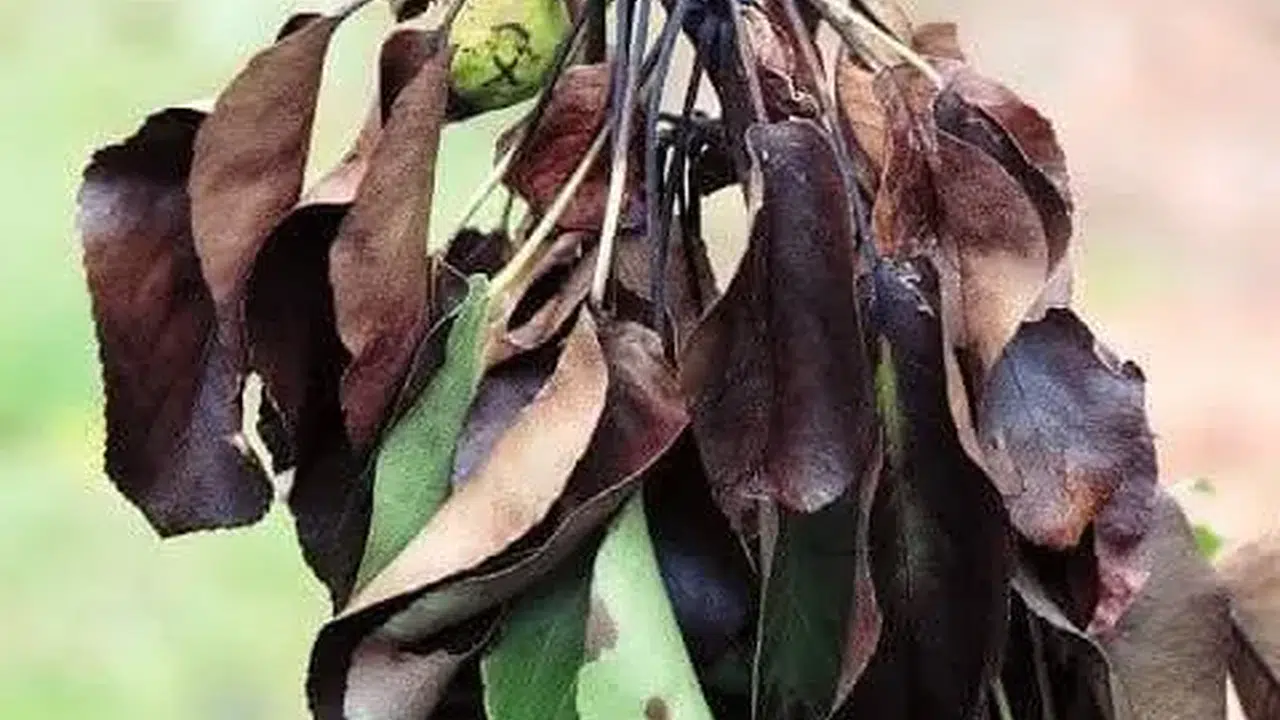 Manisalı meyve üreticilerine kritik uyarı