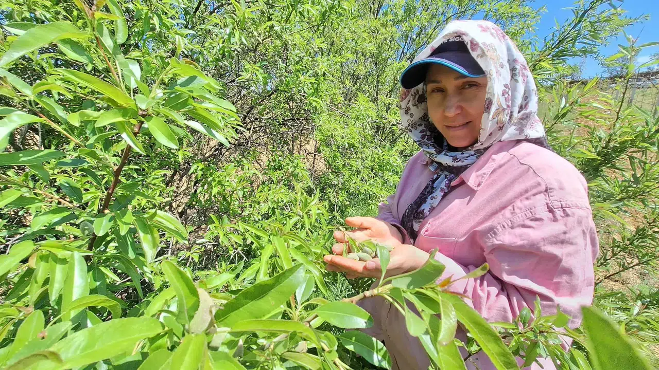 Çağlanın fiyatı yüz güldürdü