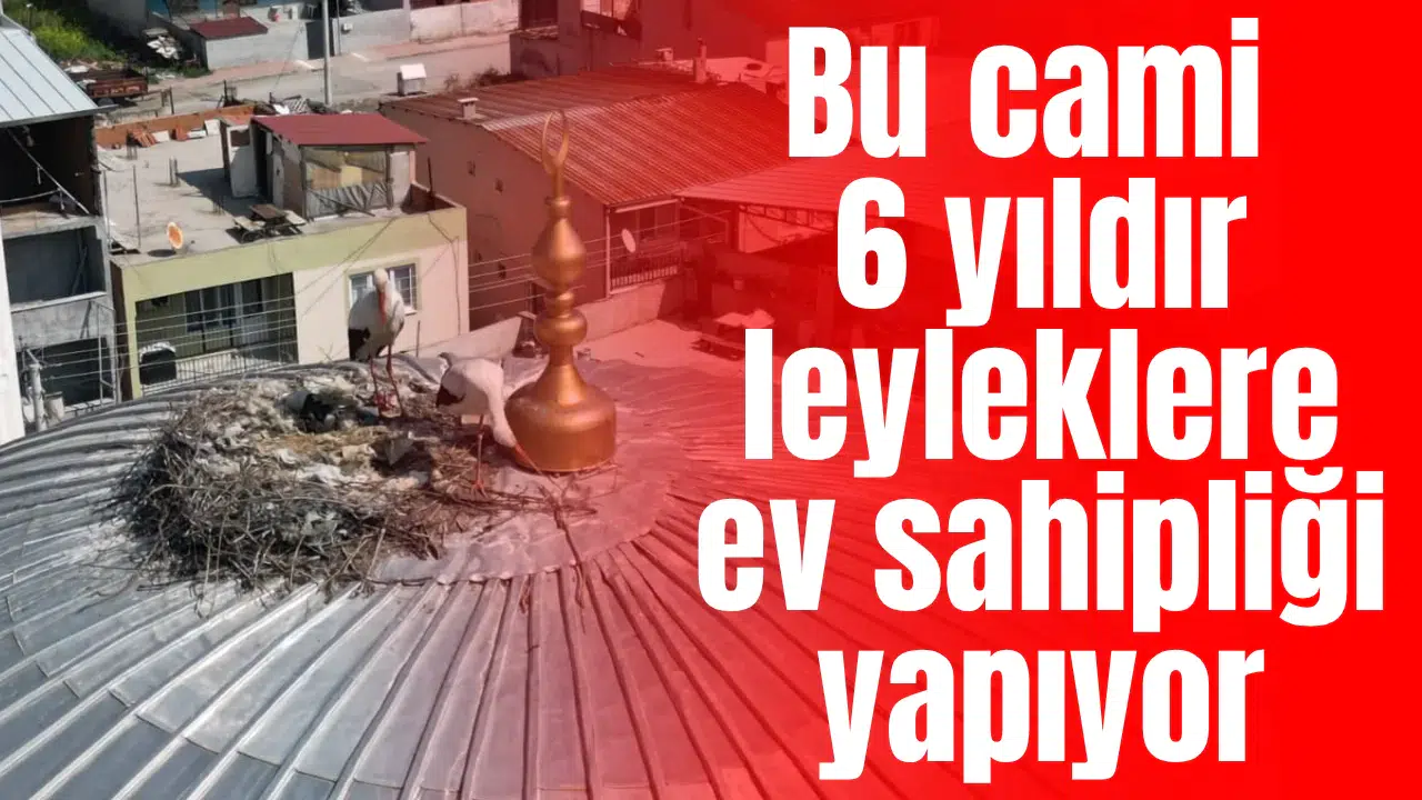 Bu cami 6 yıldır leyleklere ev sahipliği yapıyor