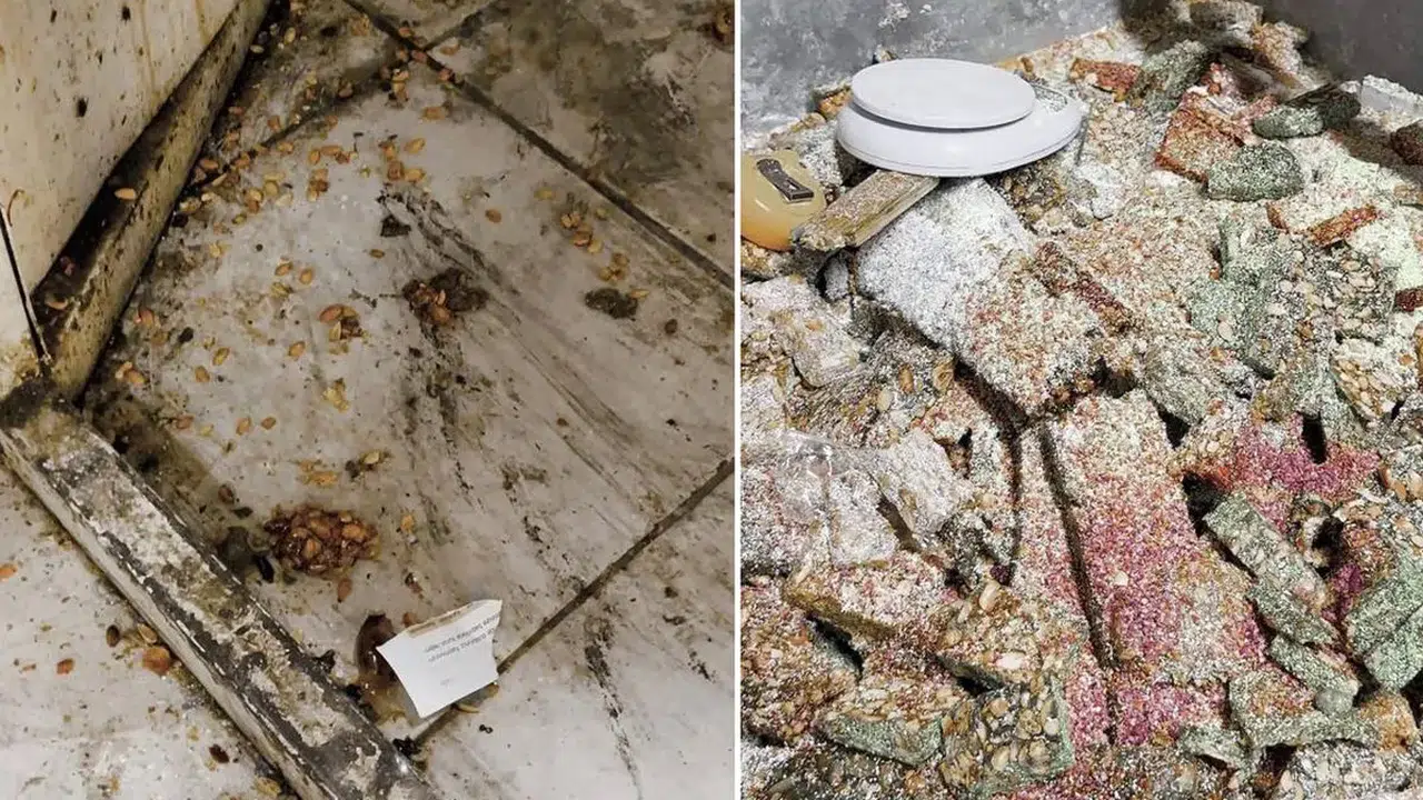 Kötü koku geliyor diye girdikleri evden bakın ne çıktı