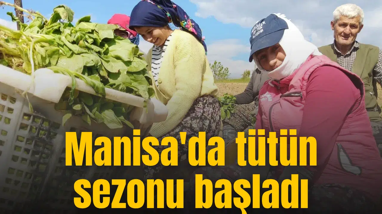 Manisa'da tütün sezonu başladı