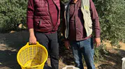 Başkan Öküzcüoğlu zeytin hasadına yardım etti