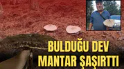 DEV MANTAR KARŞISINDA ŞOK OLDU