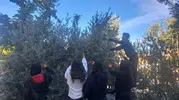 Liseli öğrenciler zeytin hasadına katkı sapladı