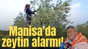 Manisa'da zeytin alarmı!