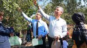Soma’da zeytin hasadı şenliği düzenlendi