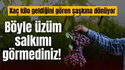 Böyle üzüm salkımı görmediniz!