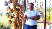 Manisa'da Trabzon hurması balkonları süslüyor