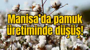 Manisa’da pamuk üretiminde düşüş