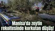 Manisa'da zeytin rekoltesinde korkutan düşüş!