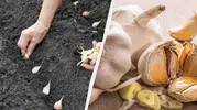 Ekim ayı bitmeden sarımsağı toprağa gömenler dev sarımsak hasadı alacak