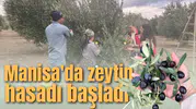 Manisa'da zeytin hasadı başladı