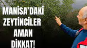 Manisa'daki zeytinciler aman dikkat!