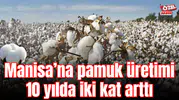 Manisa’na pamuk üretimi 10 yılda iki kat arttı