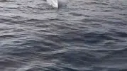 Bu insansız deniz araçları nereden geliyor?