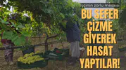 BU SEFER ÇİZME GİYEREK HASAT YAPTILAR!