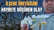 İlçede üreticisini hayrete düşüren olay