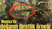 Manisa'da doğanın ibretlik örneği