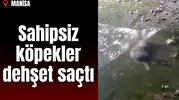 Sahipsiz köpekler dehşet saçtı
