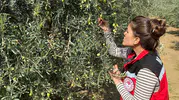 Zeytin sineğine karşı acil uyarı