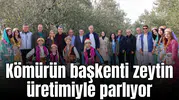 Kömürün başkenti zeytin üretimiyle parlıyor