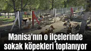 Manisa'nın o ilçelerinde sokak köpekleri toplanıyor