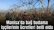 Manisa'da bağ budama işçilerinin ücretleri belli oldu