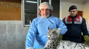 Nesli tükenme tehlikesi altında olan vaşak tedavi altına alındı
