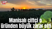 Manisalı çiftçi o üründen büyük zarar etti